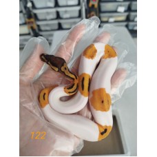 25 OD leopard enchi pied x yb pied het caramel ph axa
