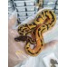 25 OD leopard enchi pied x yb pied het caramel ph axa