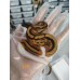 25 OD leopard enchi pied x yb pied het caramel ph axa