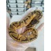25 OD leopard enchi pied x yb pied het caramel ph axa
