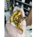 25 leopard od enchi pied x super pastel pied 