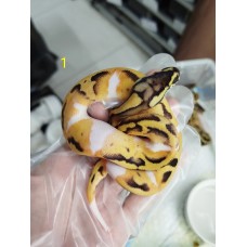 25 leopard od enchi pied x super pastel pied 