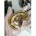 25 leopard od enchi pied x super pastel pied 