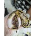 25 leopard od enchi pied x super pastel pied 