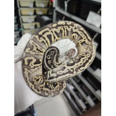 25 super pastel leopard DH dg clown $3800