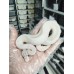 25 ivory het pied 公+ Enchi pastel pied 母 $2000