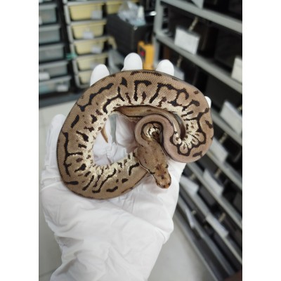 leopard spotnose hgw Het clown 1.0 SOLD + clown 0.1 520g leopard spotnose hgw Het clown 1.0 SOLD + clown 0.1 520g