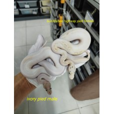 Pair $4000 bumblebee highway pied 0.1 ivory pied 1.0