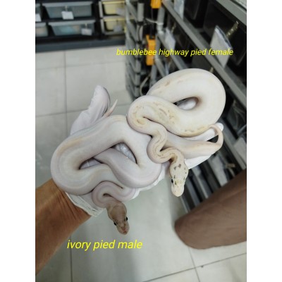 Pair $4000 bumblebee highway pied 0.1 ivory pied 1.0