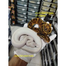 Pair $1800 Ivory het pied 1.0, Enchi pied ph Caramel 0.1 