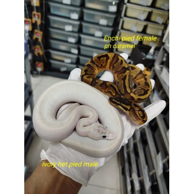 Pair $1800 Ivory het pied 1.0, Enchi pied ph Caramel 0.1 