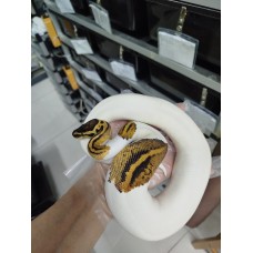 Early 24 pastel yb pied female $3000