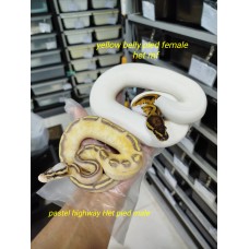 Pair 4000 Pastel highway het pied 公 $1800 yb pied het mf female 3200