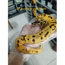 End of season Od enchi (yb) pied female $1200 End of season Od enchi (yb) pied female $1200