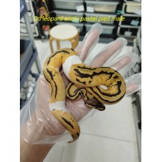 End of season OD leopard enchi pastel pied male $1400 End of season OD leopard enchi pastel pied male $1400