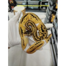 End of season Od leopard enchi pastel pied female $1800 End of season Od leopard enchi pastel pied female $1800