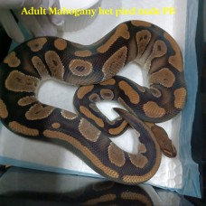 Adult Mahogany het pied Male PB 3800