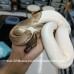 HOLD Adult Pied female 2.5kg , mojave pied 50% h clown male 900g