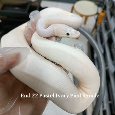 22 pastel ivory pied female 3500