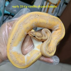 Early 23 Cg vanilla yb pied female 5500