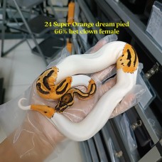 Early 24 Super OD pied 66% het clown female 8200