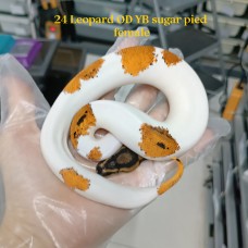 Early 24 Leopard OD YB sugar pied 50% het clown female 8500