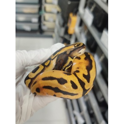 25 OD leopard enchi pied x yb pied het caramel ph axa 25 OD leopard enchi pied x yb pied het caramel ph axa