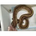 Adult male Redstripe Yb pin Het clown $2300 1250g 