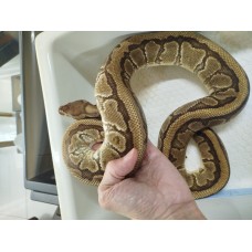 Adult male Redstripe Yb pin Het clown $2300 1250g 