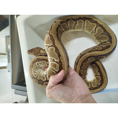Adult male Redstripe Yb pin Het clown $2300 1250g 