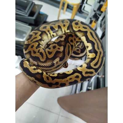 23 leopard pastel het puzzle male $2500 1 kg