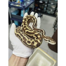 END of season 25 Leopard lesser het puzzle male $1500