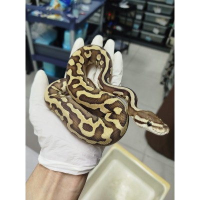 END of season 25 Leopard lesser het puzzle male $1500