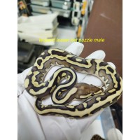 25 leopard lesser puzzles het clown x OD enchi pastel