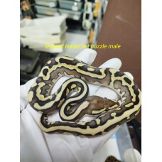 25 leopard lesser puzzles het clown x OD enchi pastel