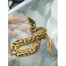 25 leopard lesser puzzles het clown x OD enchi pastel