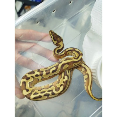 25 leopard lesser puzzles het clown x OD enchi pastel