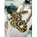 25 leopard lesser puzzles het clown x OD enchi pastel