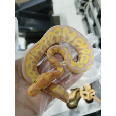 25 sn gravel clown x banana rs het clown