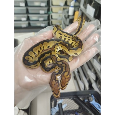 25 sn gravel clown x banana rs het clown 25 sn gravel clown x banana rs het clown