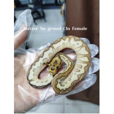24 Sn gravel cln x Enchi butter blade Cln 