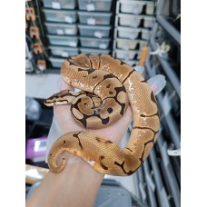 22 Spider DH clown pied 50% het axa (mj) male 2000