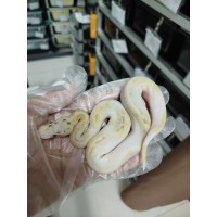 25 pastel highway pied x spider fire yb het pied