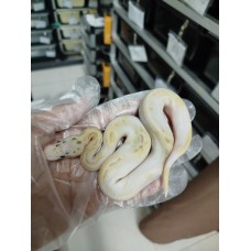 25 pastel highway pied x spider fire yb het pied
