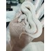 25 pastel highway pied x spider fire yb het pied