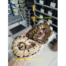 DG clown 組合$1100 bumblebee Dh dg clown male, Dh Dg Clown female 