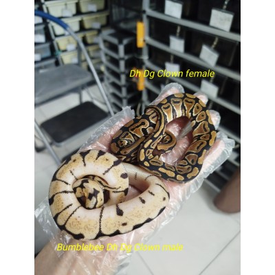 DG clown 組合$1100 bumblebee Dh dg clown male, Dh Dg Clown female 