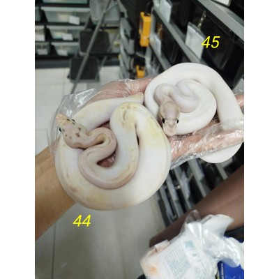 End of season 44,45,46 bumblebee highway pied female 