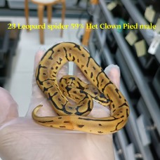 23 Leopard spider 50% het clown pied male 800