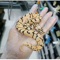 23 bumblebee 50% clown pied male 800 HOLD